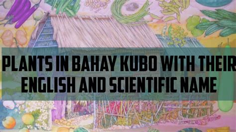 Filipino name english name and scientific name of bahay kubo
